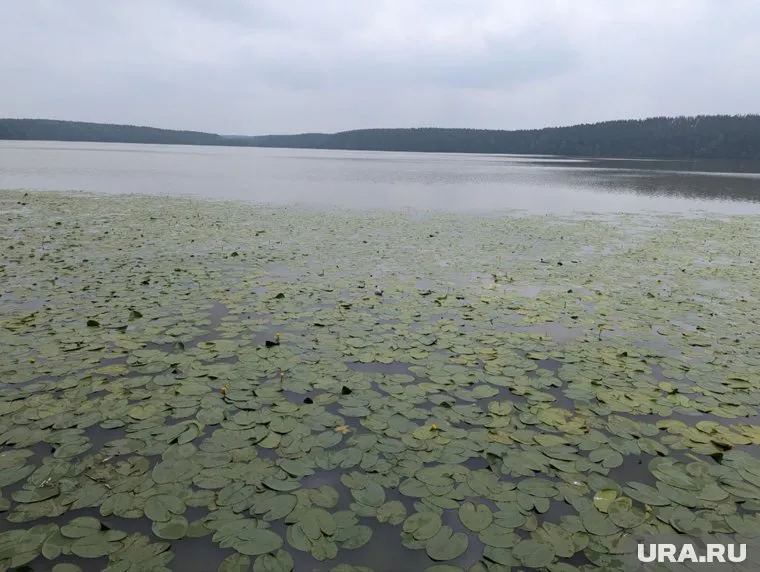 Вода в озере продолжает цвести из-за низкого количества кислорода
