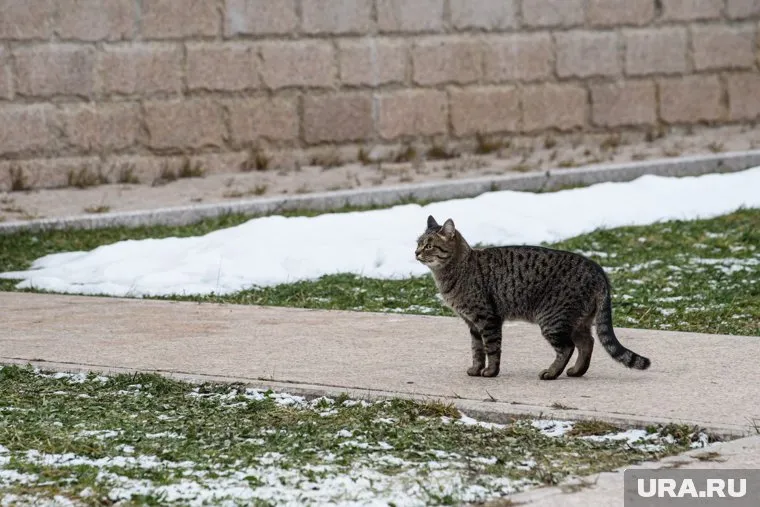 Дети подобрали кошку с улицы в день трагедии (архивное фото)