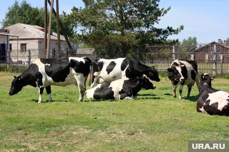 Выданные приставам приметы коровы Апрельки (она же Буська) оказались бесполезными