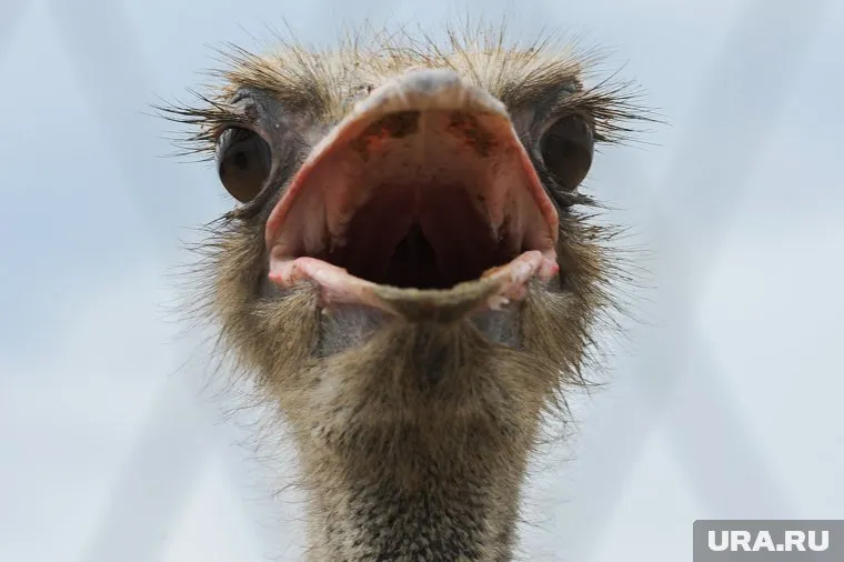 «Страуспарк» остался без средств к существованию