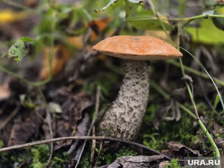 Подосиновик - съедобный гриб 