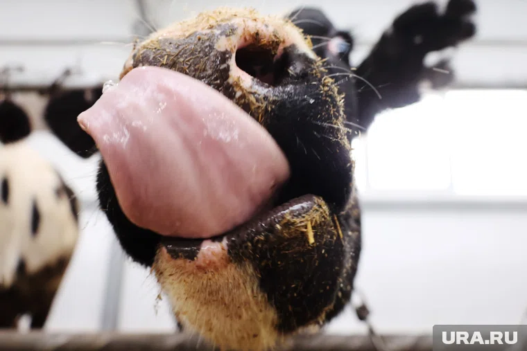 Коровы уничтожили весь ячмень (архивное фото)