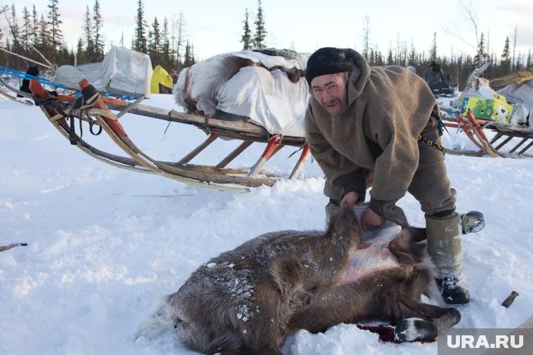 Власти и ученые спорят, сколько зарабатывают на пантах оленеводы. От этого зависит, придет ли в жизнь народов севера госрегулятор