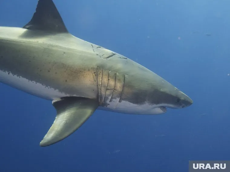Последний раз акулы появлялись в этих местах два года назад