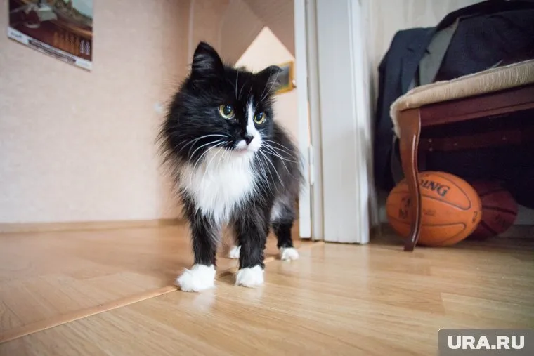 Журналисту не разрешили взять с собой своих домашних животных, сообщает Sputnik