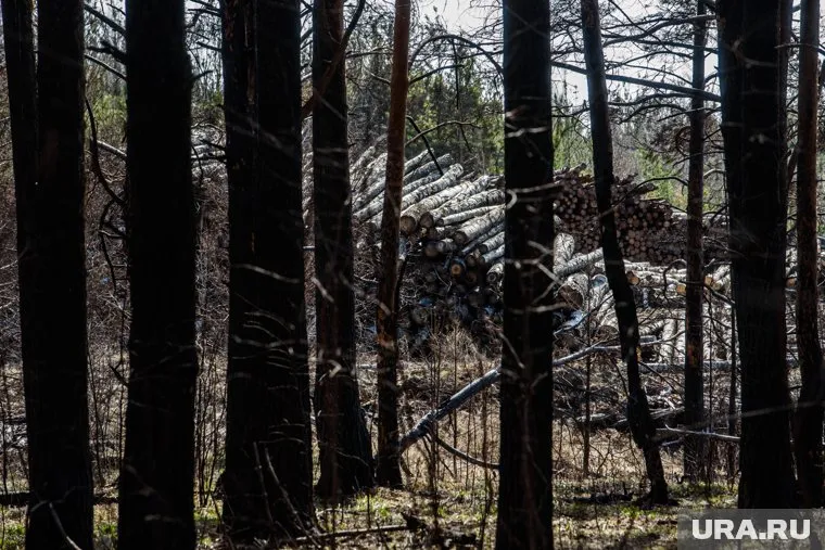 В поисках нарушителей леса патрулируют специальные группы