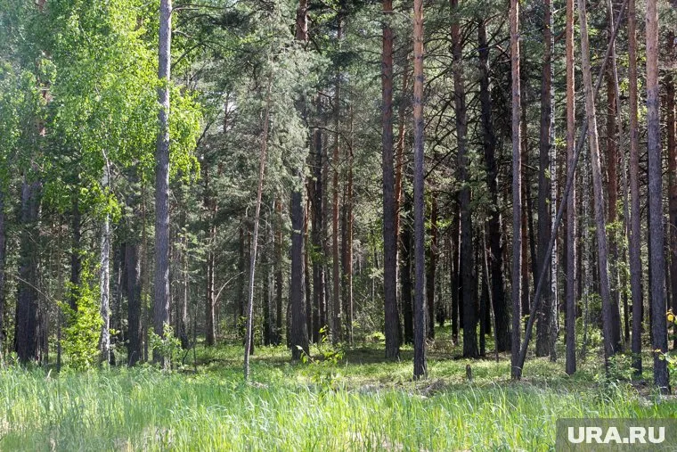 В пермских лесах начался грибной сезон
