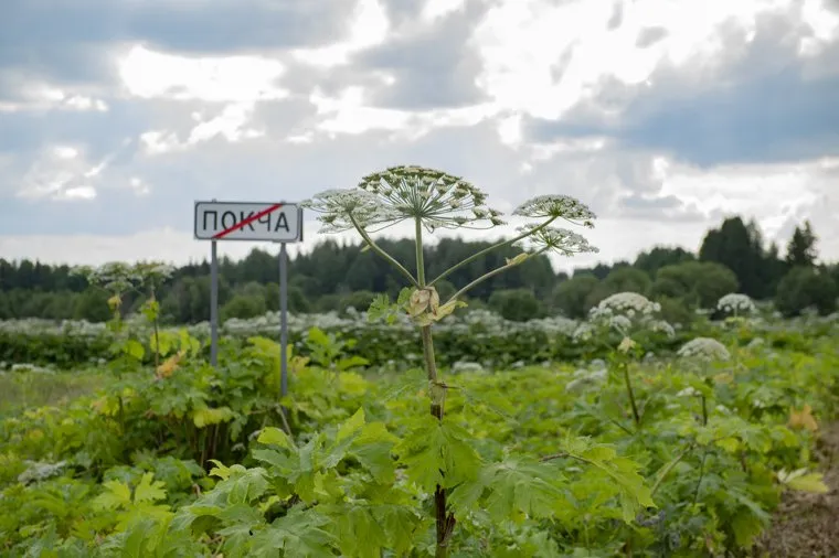 Виды поселка. Покча