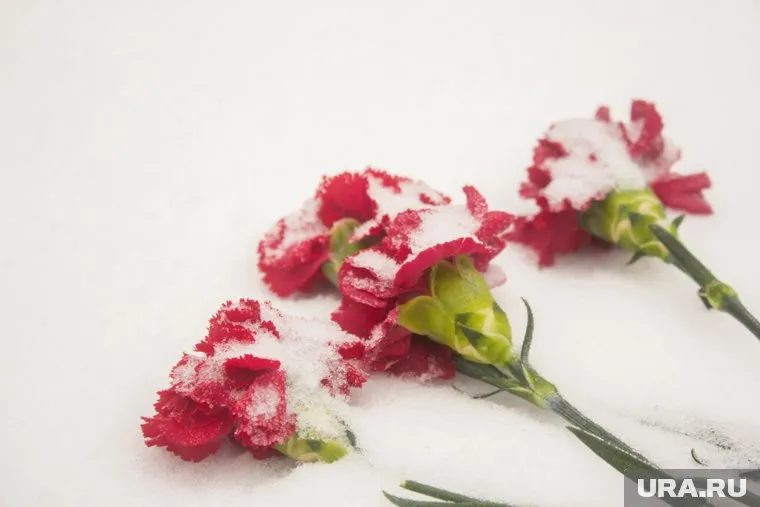 27 января 2025 года исполняется 81 год со дня полного освобождения Ленинграда от фашистской блокады