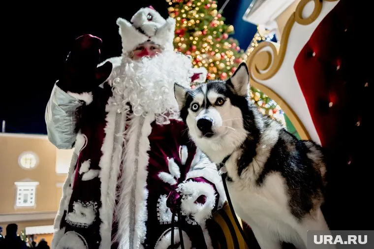 Новогодние фейерверки и мишура опасны для домашних питомцев