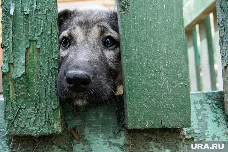 Собакам стало плохо после вечерней кормежки (фото из архива)