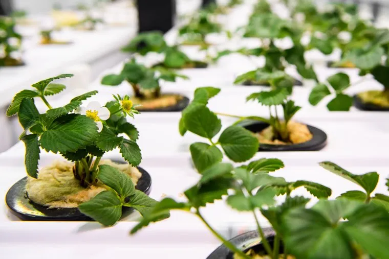 Вертикальная городская ферма AgroTechFarm. Екатеринбург