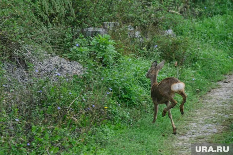 Олененок, подаренный Путину в 2024 году, чувствует себя отлично в Зоосаде Деда Мороза