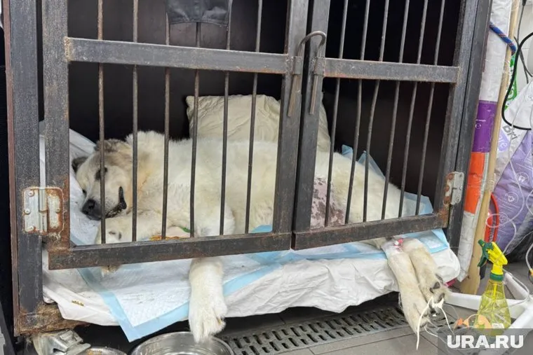 Для пса не нашли новых хозяев (архивное фото)