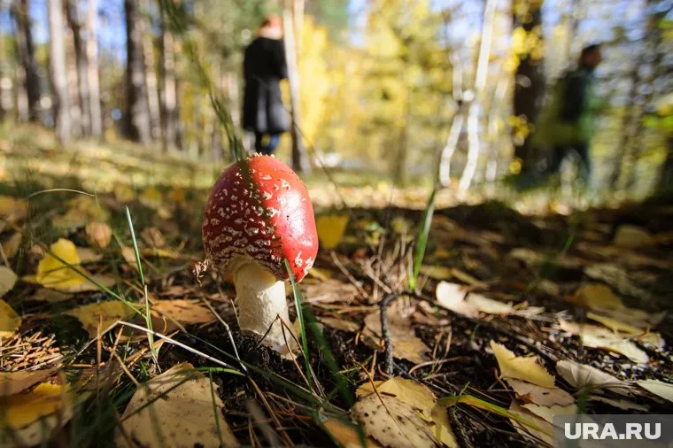 Всего в список запрещенных для сбора грибов входят более 20 видов