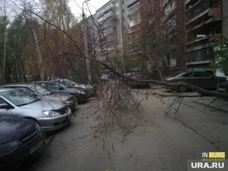 Ветром в городе повалило деревья