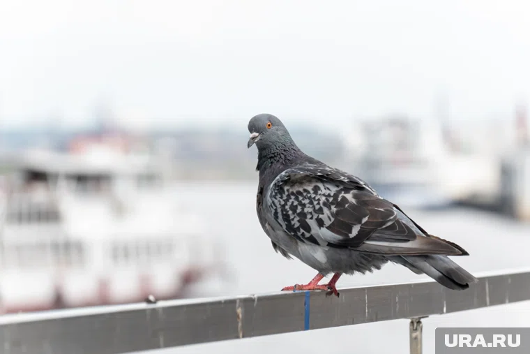 Водитель внедорожника, пытаясь избежать наезда на птицу, совершил резкий маневр