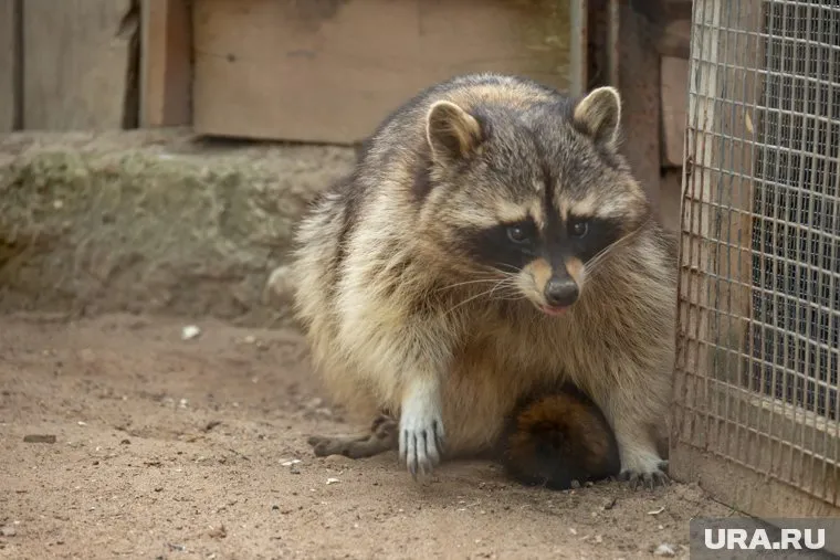На 1 Июня детям предложат общение с енотом, сдачу норм ГТО и пенную вечеринку