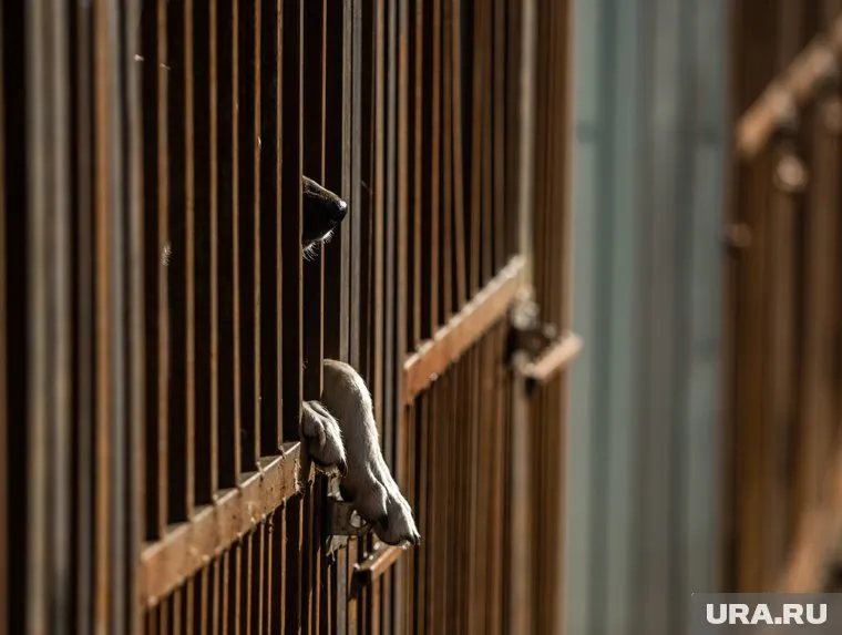 Около 43 собак отрезаны паводком от суши в приюте Орска, передают авторы канала