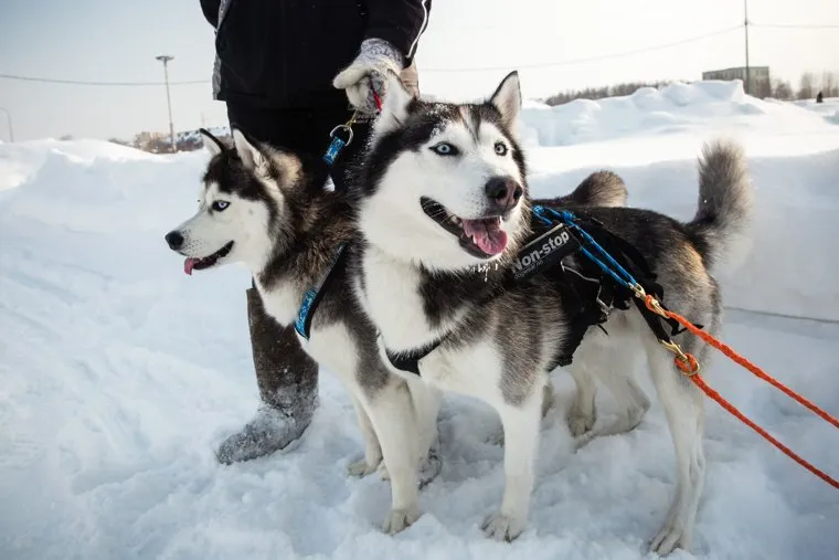 Благотворительная акция по сбору средств для больных детей города. Сургут