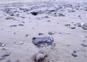 К берегам Кубани движется 900 тонн мазута