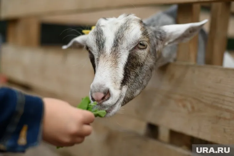Закон «Об ответственном отношении с животными» вступил в силу 1 января