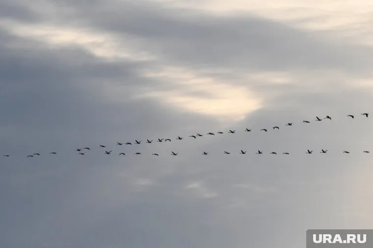 Вид находится под угрозой исчезновения. 