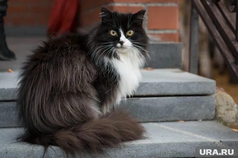 Кот, которого хотели перевозить в багаже, сбежал из аэропорта