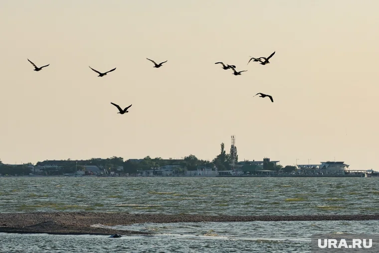 Свечников пропал в августе 2025 года во время заплыва в проливе Босфор