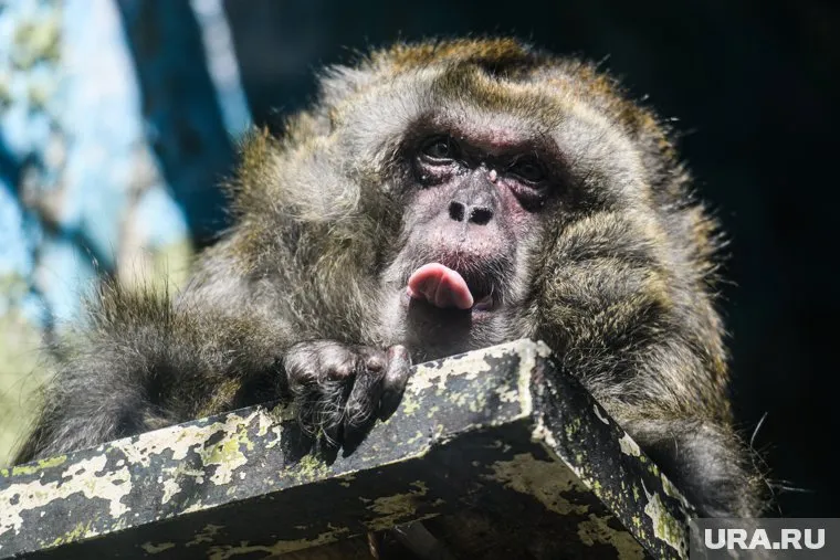 Оспа обезьян — вирусное заболевание, которое выявлено в десятках стран мира