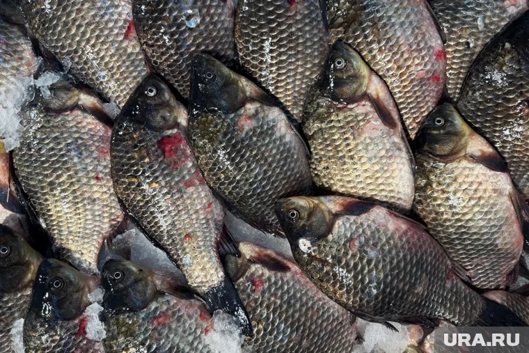 В Курганской области рыбак наловил карасей