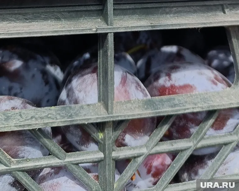 В документах на сливу отсутствовала информации о месте происхождения продукции