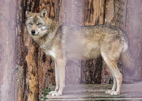 Фотография из галереи