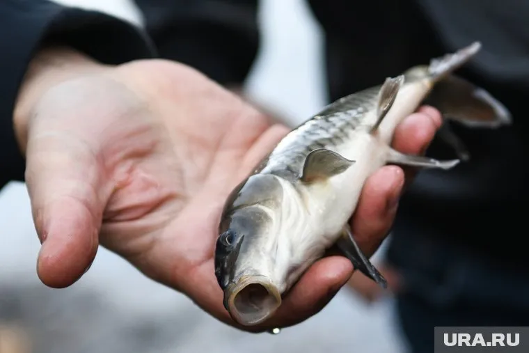 На берег Верхнемакаровского водохранилища вынесло большое количество мертвой рыбы