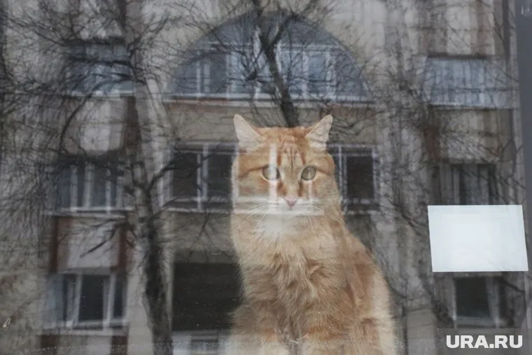 Хозяева кота Твикса намерены обратиться к Владимиру Путину (архивное фото)