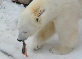 Тела погибших в авиакатастрофе на Ямале пришлось спасать от белых медведей
