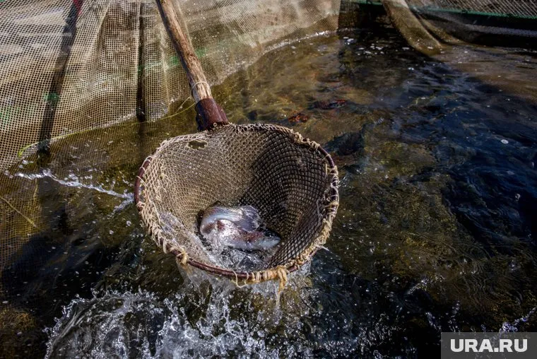 Женщина поймала толстолобика на Южноуральском водохранилище