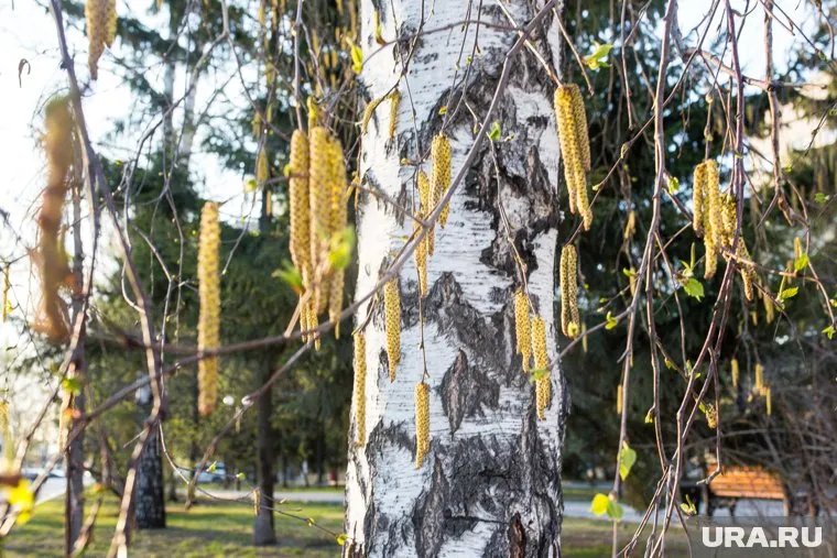 Береза начнет активно цвести с конца апреля