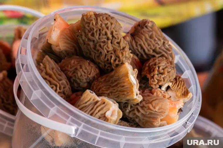 Грибники рассказывают, что вкус у сморчков нежный, мягкий, при жарке дает сок