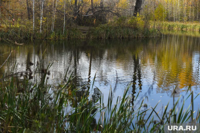 По данным Mash, в Гольяновском пруду была найдена голова погибшего мальчика