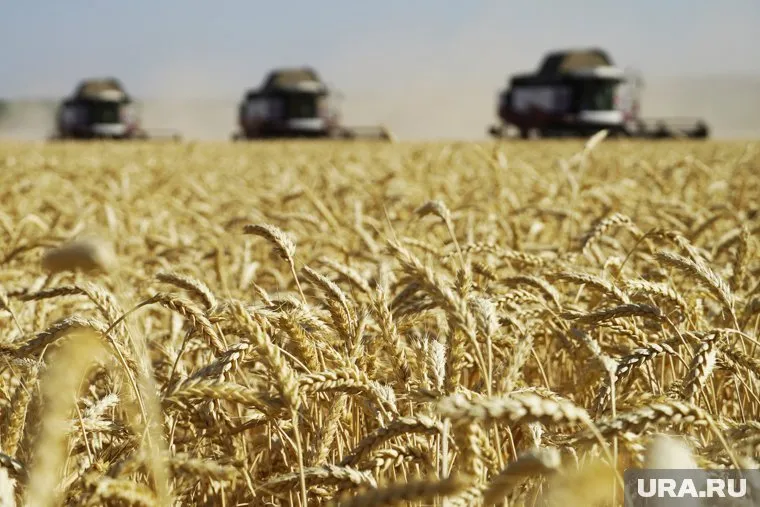 Тюменская область вырвалась в лидеры по урожайности овощей, зерна и бобовых культур