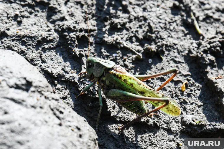 Кузнечик «проголосовал» на выборах президента России