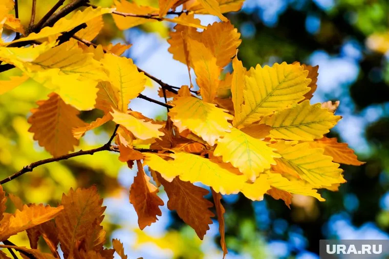 Москвичам обещают отсутствие дождей в октябре