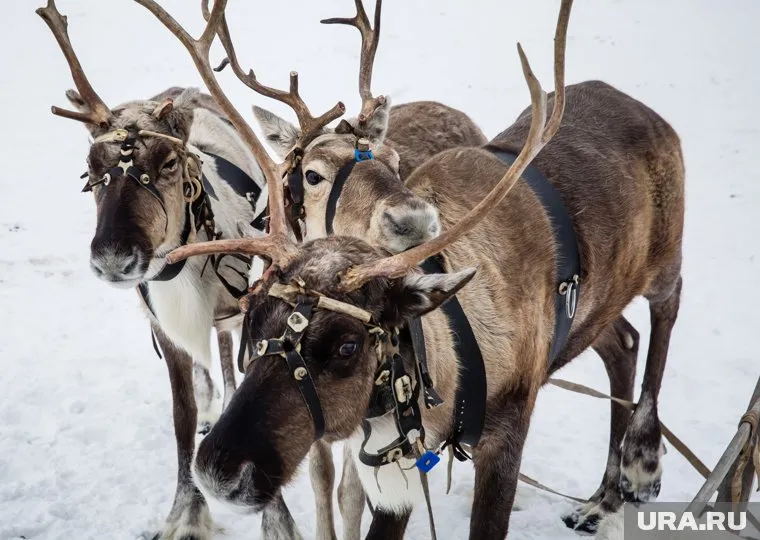 У туристов из России растет спрос на отдых в стойбищах оленеводов ЯНАО