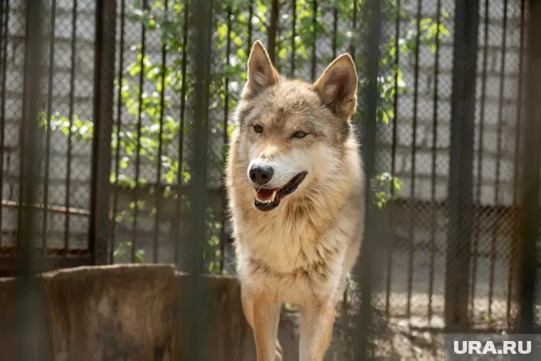 Ямальцы просят срочно проверить волка у ветеринара