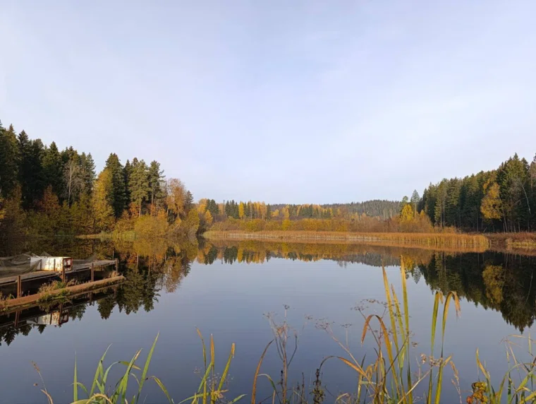 Белого амура выпускают в водоемы для очищения от растительности