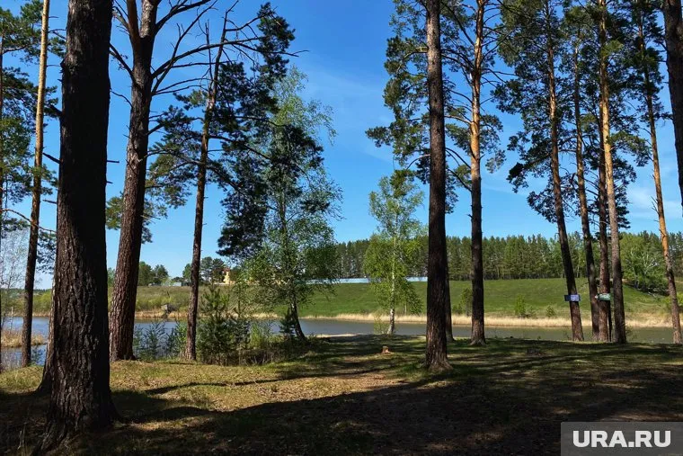 Курганские власти продлили запрет на посещение лесов в регионе