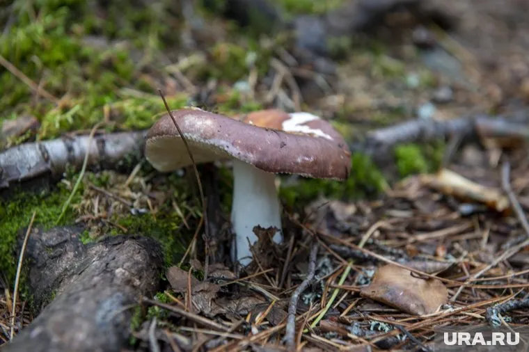 Житель Шадринска показал урожай грибов