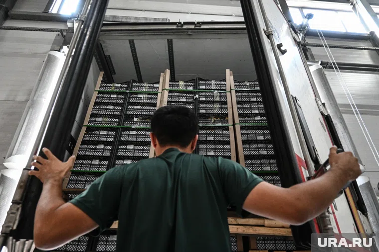 Колумбия и Эквадор стали странами-импортерами курганской продукции