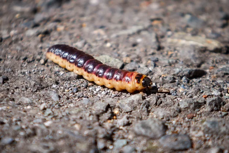 Нижний Тагил.